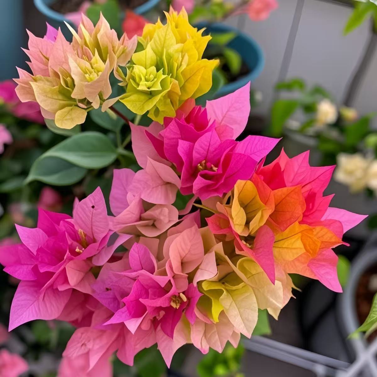 🌸 Rare Bougainvillea Seeds – Fast Blooming, Colorful Flowers, Easy Home Gardening Plant