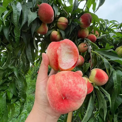 🔥 65K+ SOLD! 🍑 Heirloom "Honey Red" Dwarf Peach Seeds – Rare Red-Flesh Variety, Dwarf Container Friendly & Year-Round Planting 🌿