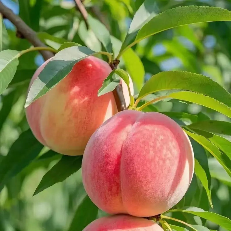 🔥 65K+ SOLD! 🍑 Heirloom "Honey Red" Dwarf Peach Seeds – Rare Red-Flesh Variety, Dwarf Container Friendly & Year-Round Planting 🌿