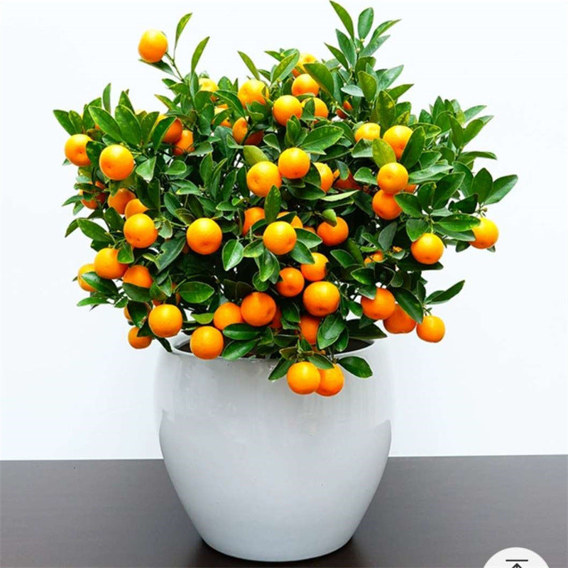 Kumquat Seeds for Planting – Easy to Grow Dwarf Citrus Fruit Tree Seeds for Home Garden & Pots