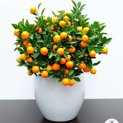 Kumquat Seeds for Planting – Easy to Grow Dwarf Citrus Fruit Tree Seeds for Home Garden & Pots