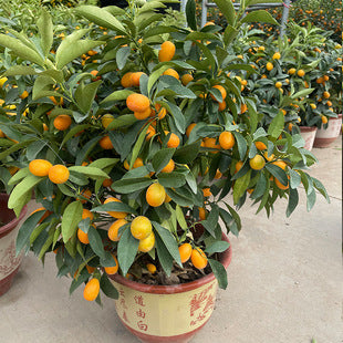 Kumquat Seeds for Planting – Easy to Grow Dwarf Citrus Fruit Tree Seeds for Home Garden & Pots