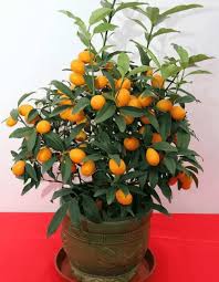 Kumquat Seeds for Planting – Easy to Grow Dwarf Citrus Fruit Tree Seeds for Home Garden & Pots
