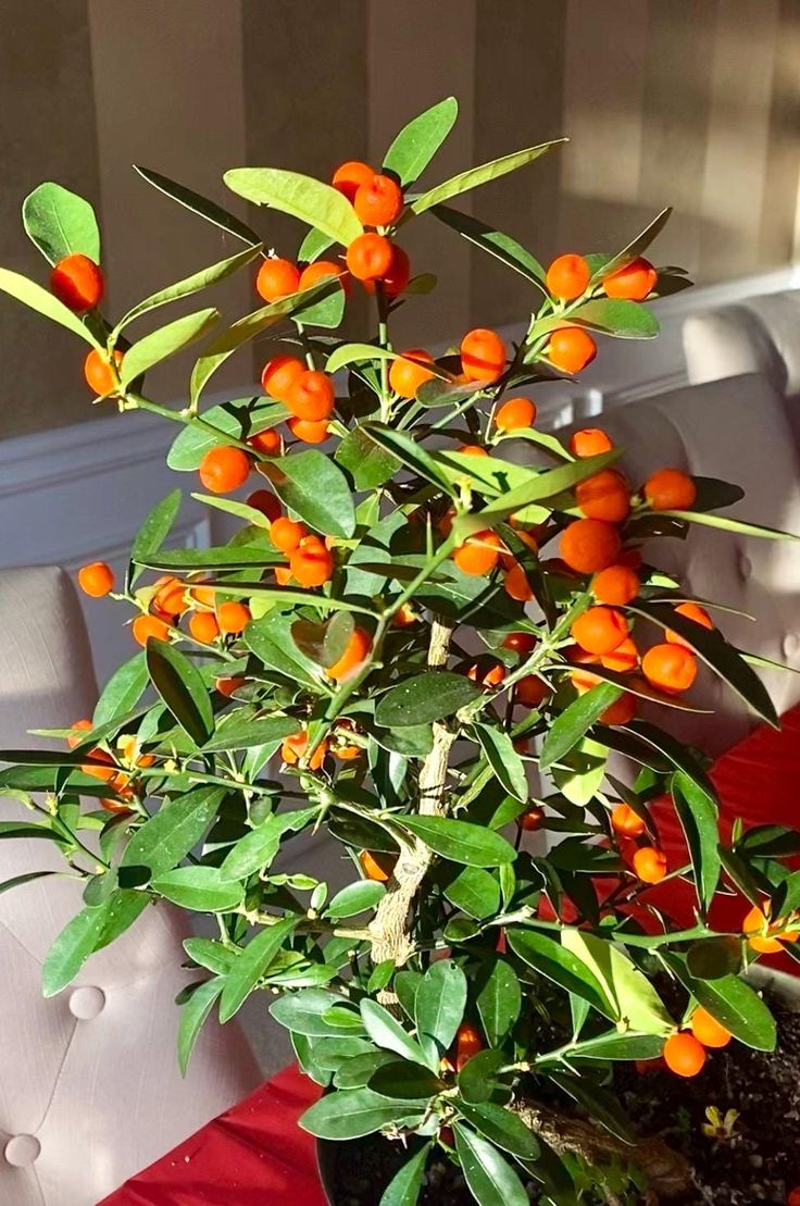 Kumquat Seeds for Planting – Easy to Grow Dwarf Citrus Fruit Tree Seeds for Home Garden & Pots