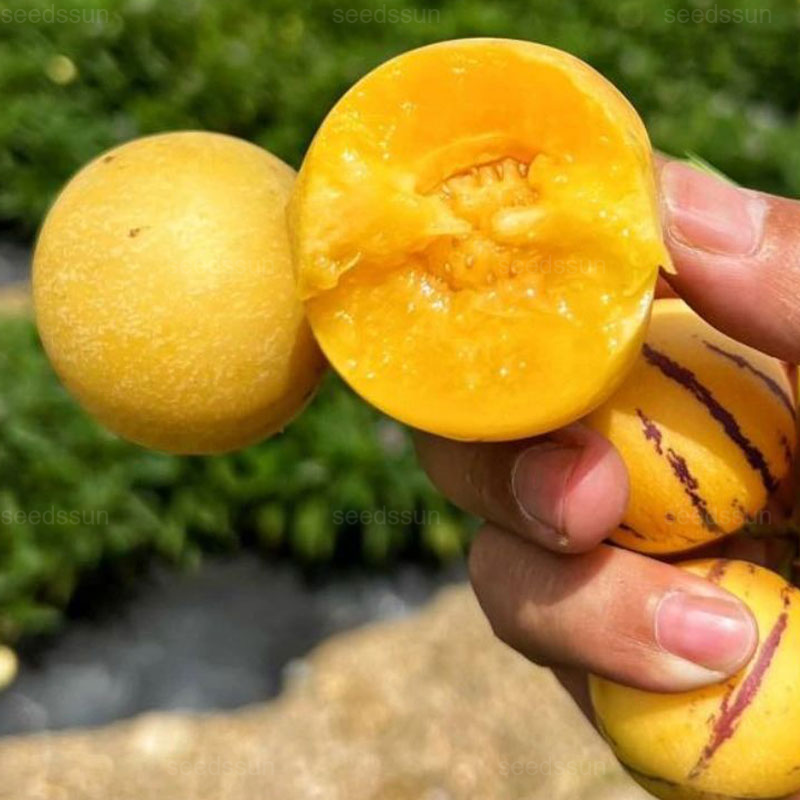 🌿Ginseng Fruit Seeds-Easy To Grow🌱