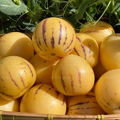 🌿Ginseng Fruit Seeds-Easy To Grow🌱
