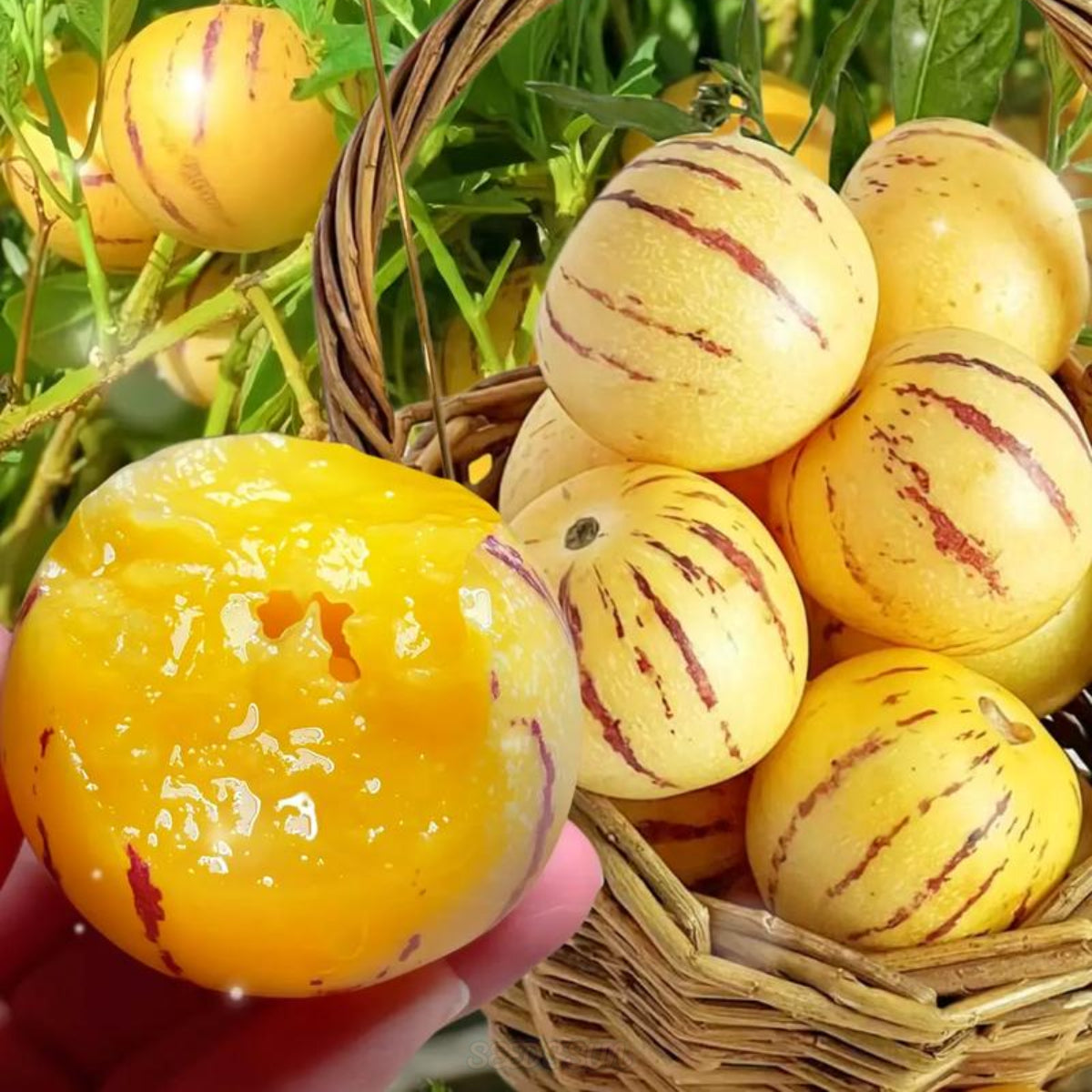 🌿Ginseng Fruit Seeds-Easy To Grow🌱