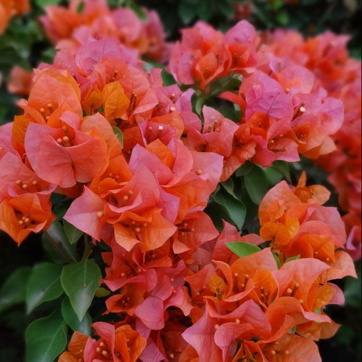 🌸 Rare Bougainvillea Seeds – Fast Blooming, Colorful Flowers, Easy Home Gardening Plant