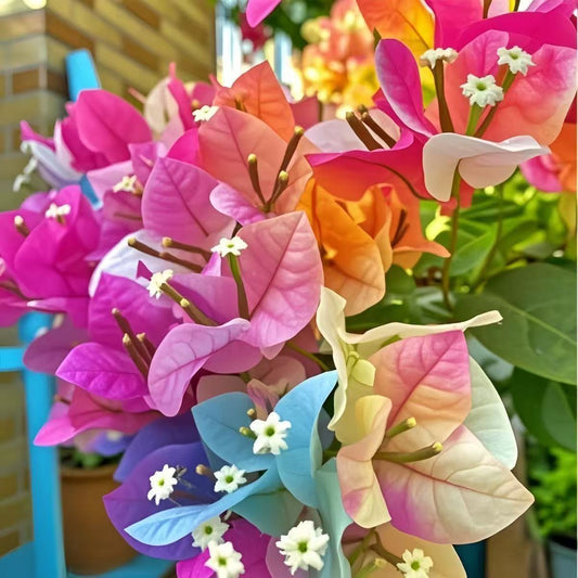 🌸 Rare Bougainvillea Seeds – Fast Blooming, Colorful Flowers, Easy Home Gardening Plant