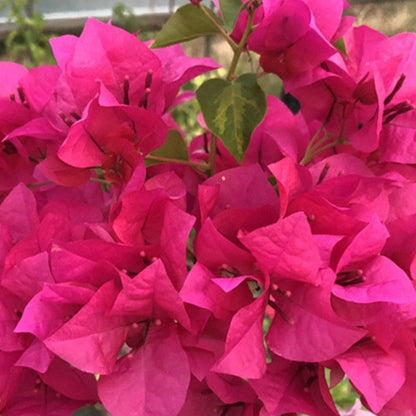 🌸 Rare Bougainvillea Seeds – Fast Blooming, Colorful Flowers, Easy Home Gardening Plant