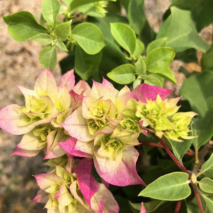 🌸 Rare Bougainvillea Seeds – Fast Blooming, Colorful Flowers, Easy Home Gardening Plant