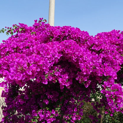 🌸 Rare Bougainvillea Seeds – Fast Blooming, Colorful Flowers, Easy Home Gardening Plant
