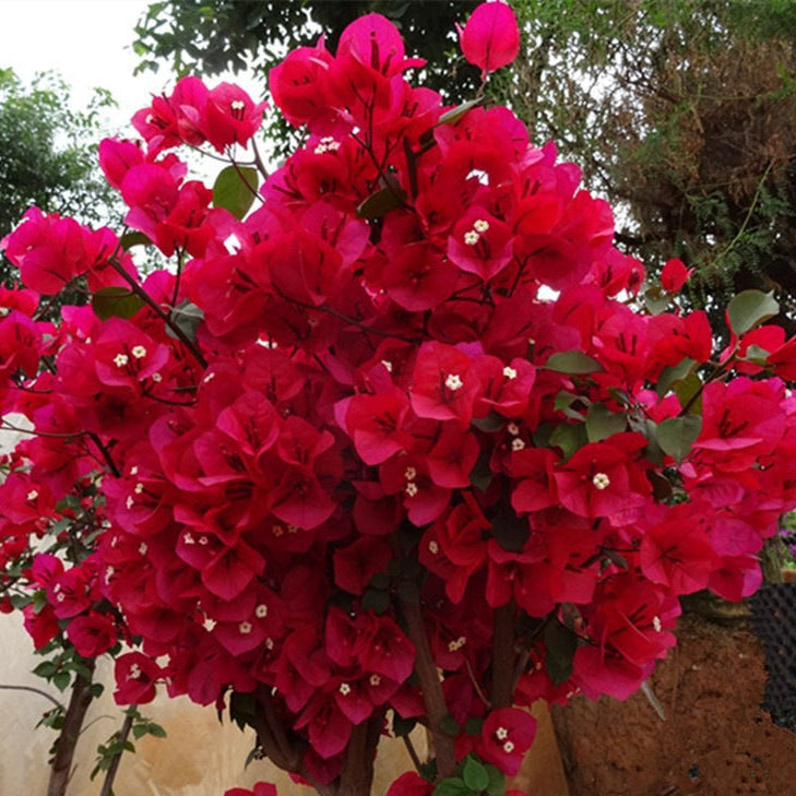 🌸 Rare Bougainvillea Seeds – Fast Blooming, Colorful Flowers, Easy Home Gardening Plant