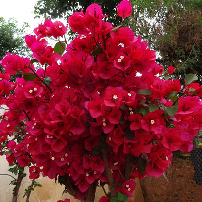 🌸 Rare Bougainvillea Seeds – Fast Blooming, Colorful Flowers, Easy Home Gardening Plant