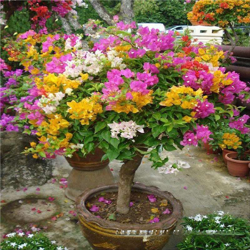🌸 Rare Bougainvillea Seeds – Fast Blooming, Colorful Flowers, Easy Home Gardening Plant