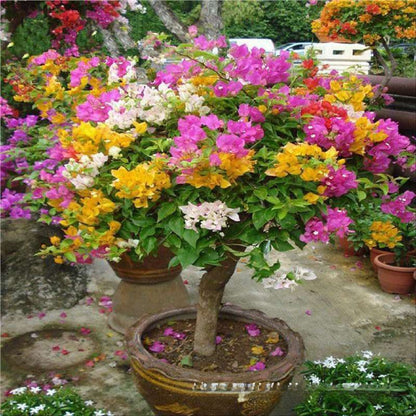 🌸 Rare Bougainvillea Seeds – Fast Blooming, Colorful Flowers, Easy Home Gardening Plant